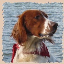 Astor